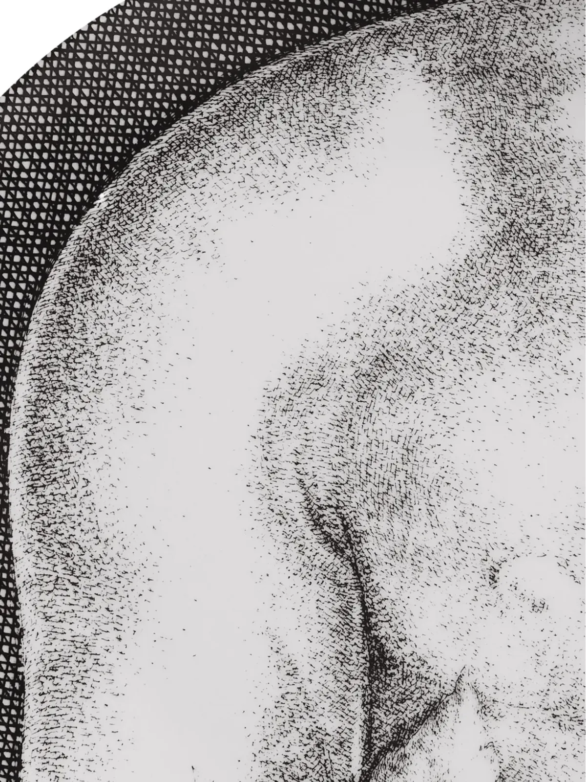Fornasetti アダム プレートセット（12枚セット）- グレー - 画像3