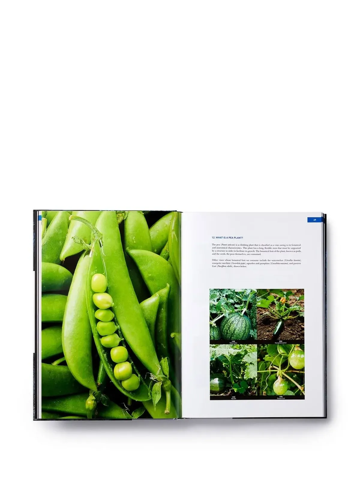 Phaidon Press 未整理製品: 定義と分類 - Blue - 画像3