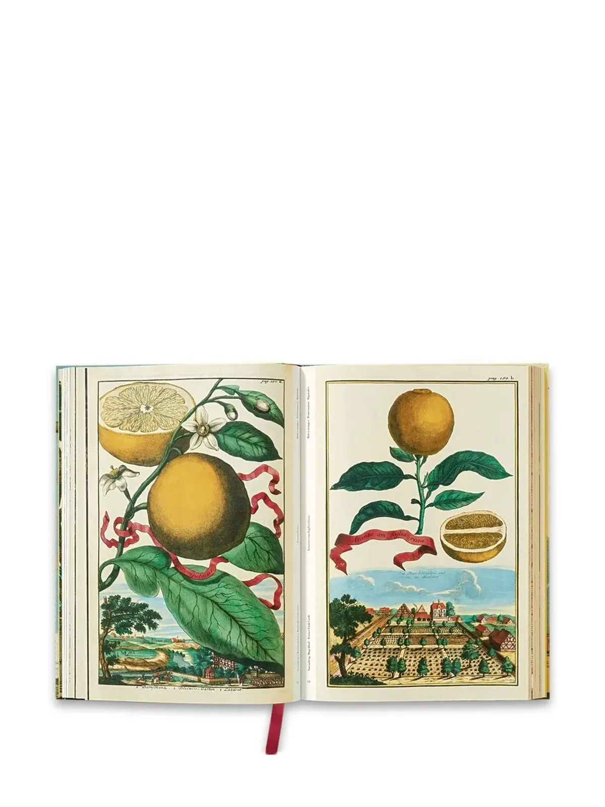 TASCHEN J. C. Volkamer. The Book of Citrus Fruits - 画像3