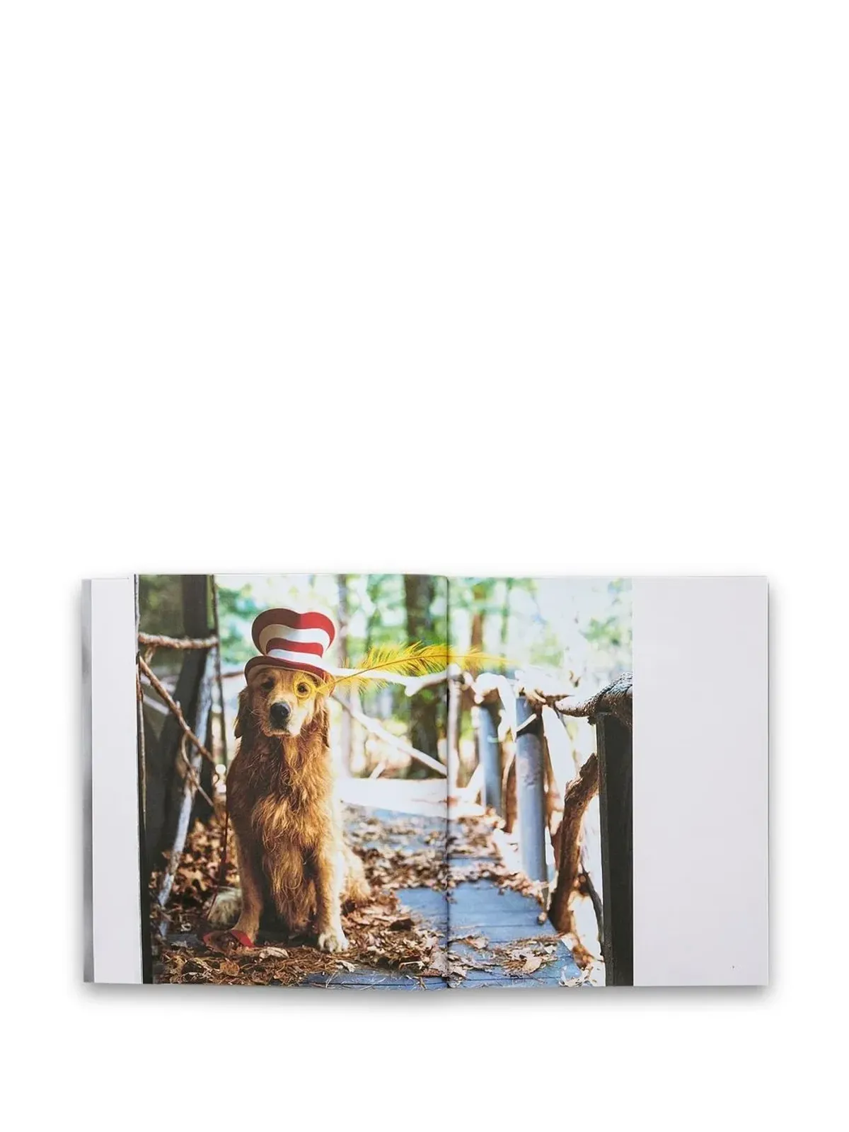 TASCHEN The Golden Retriever Photographic Society - Grey - 画像3