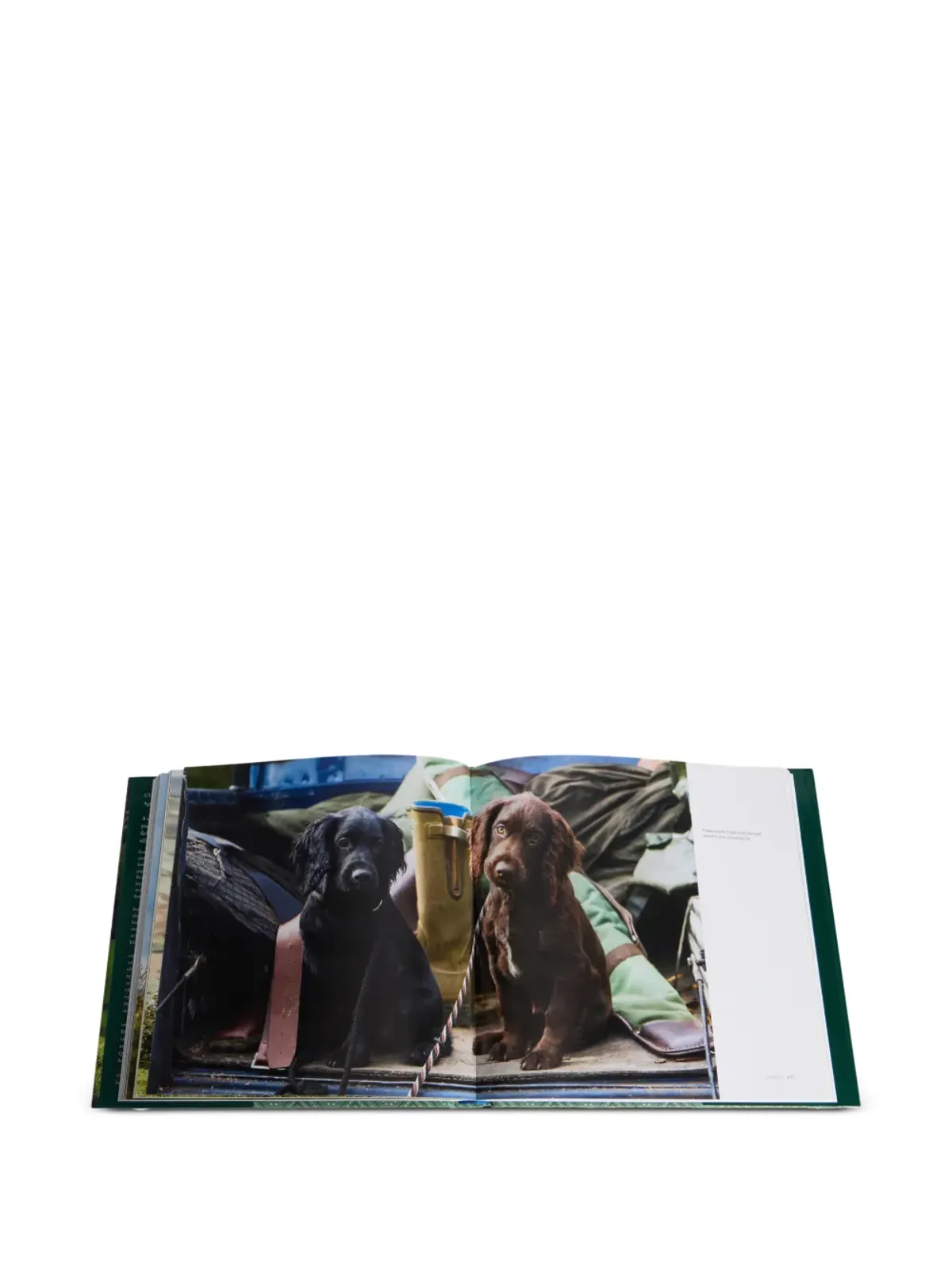 Rizzoli Country Life's Book of Dogs book - Green - 画像5