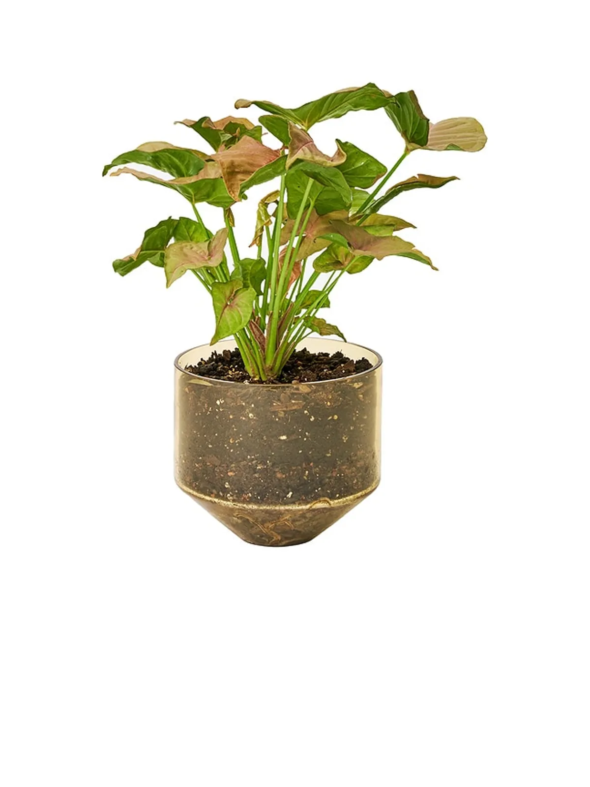 Areaware MODEL THREE PLANTER プランター - 画像3