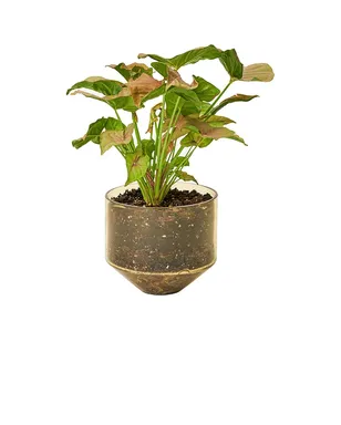 Areaware MODEL THREE PLANTER プランター - サムネイル3