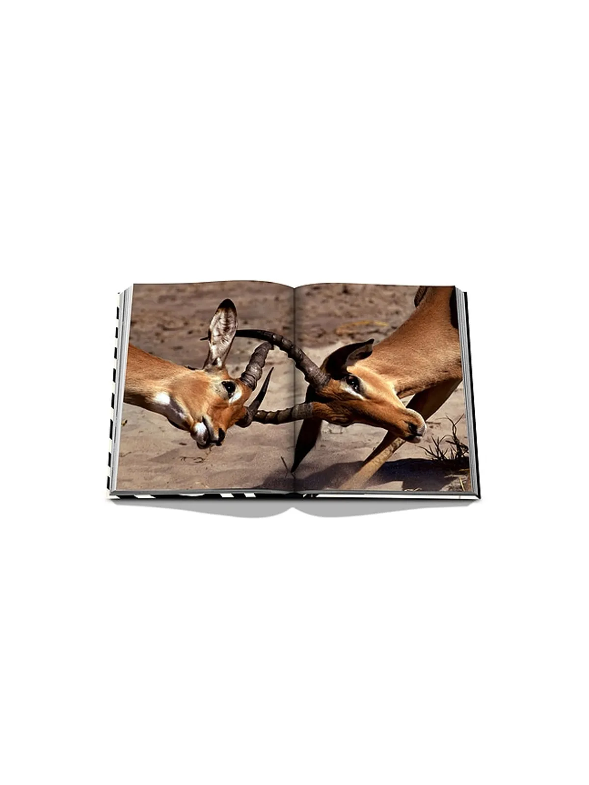 Assouline AFRICAN ADVENTURES: THE GREATEST SAFARI ON EARTH ブック - 画像6