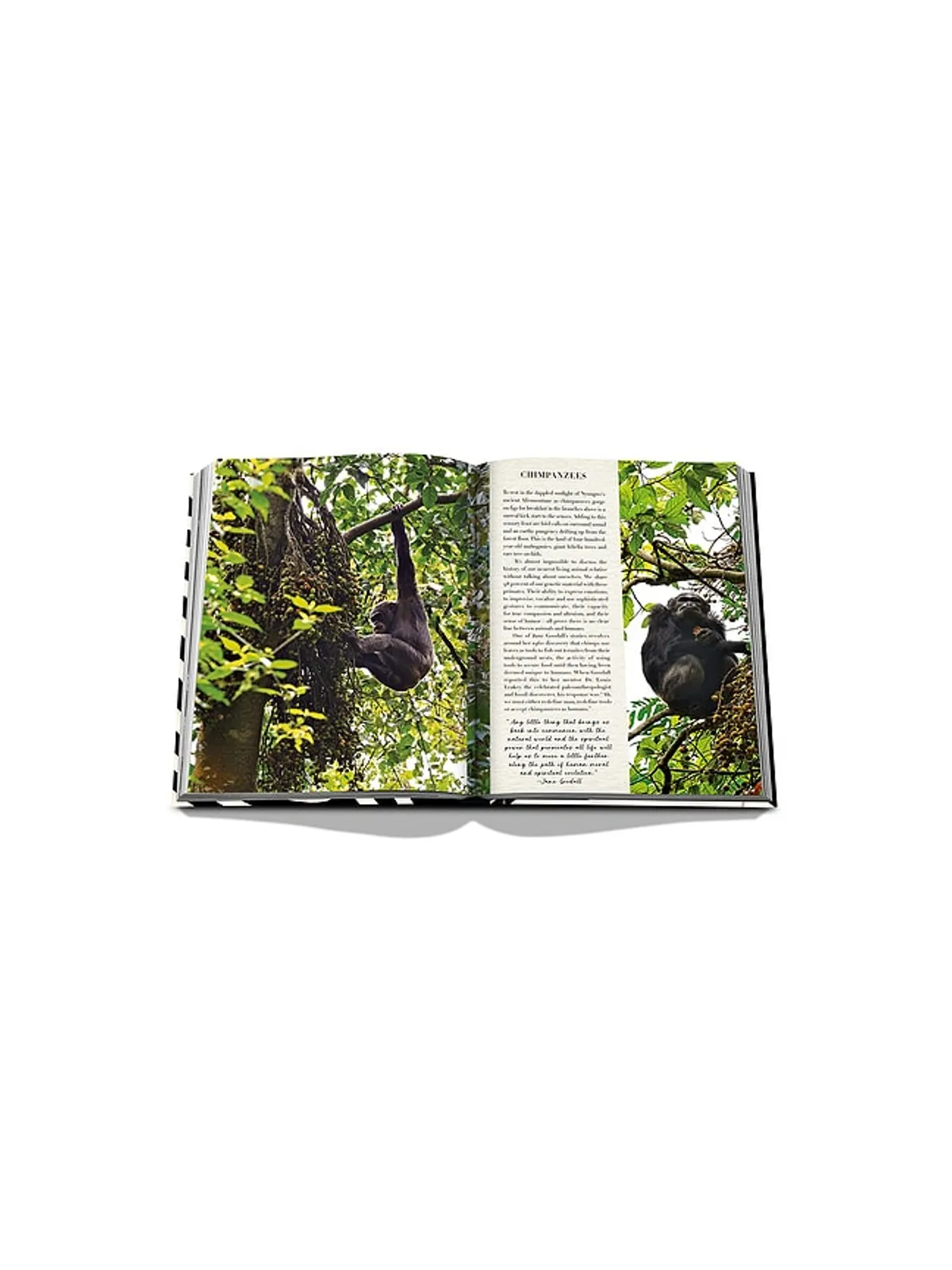 Assouline AFRICAN ADVENTURES: THE GREATEST SAFARI ON EARTH ブック - 画像9