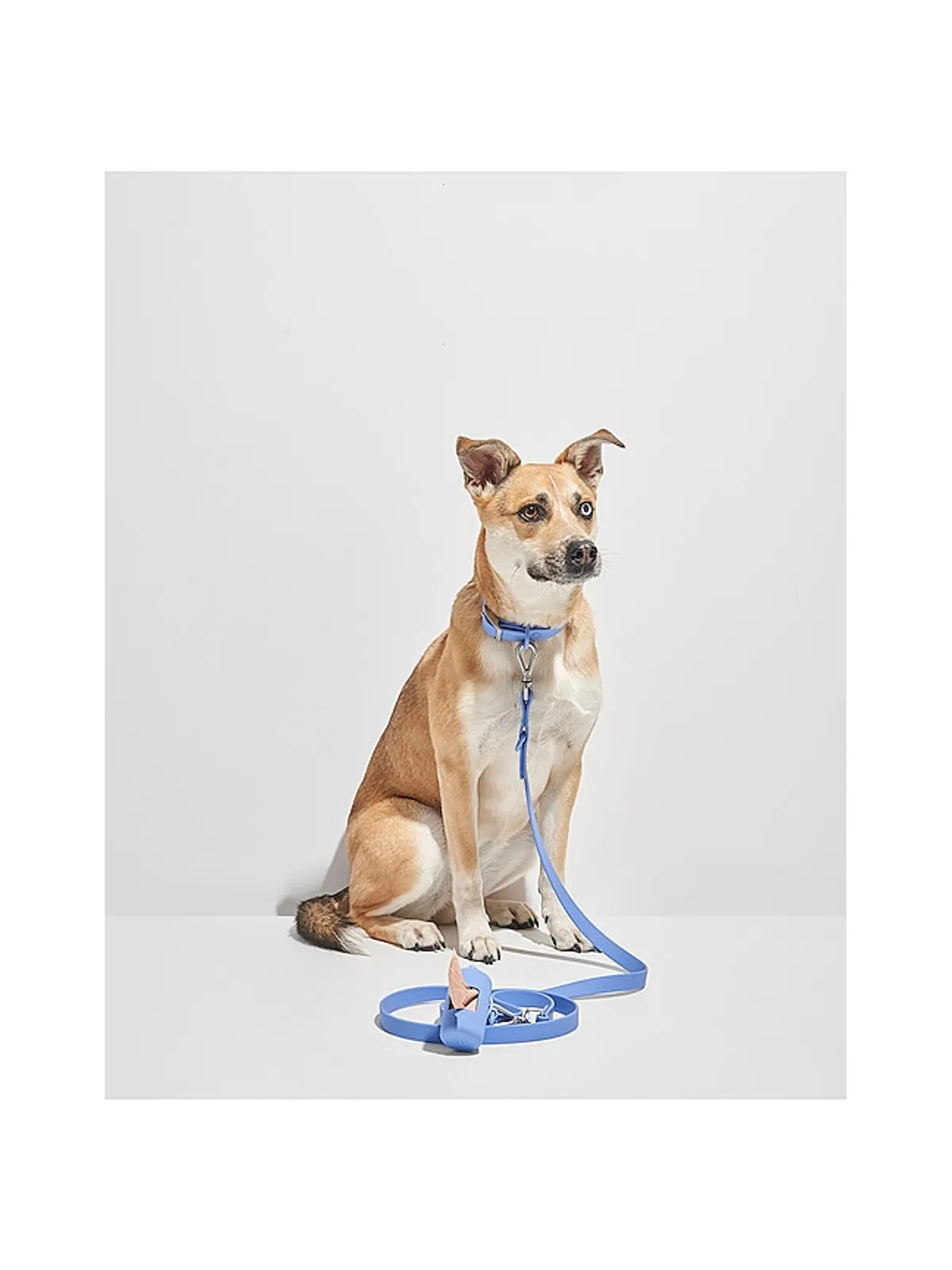 Wild One WILD ONE DOG COLLAR ドッグカラー - 画像6