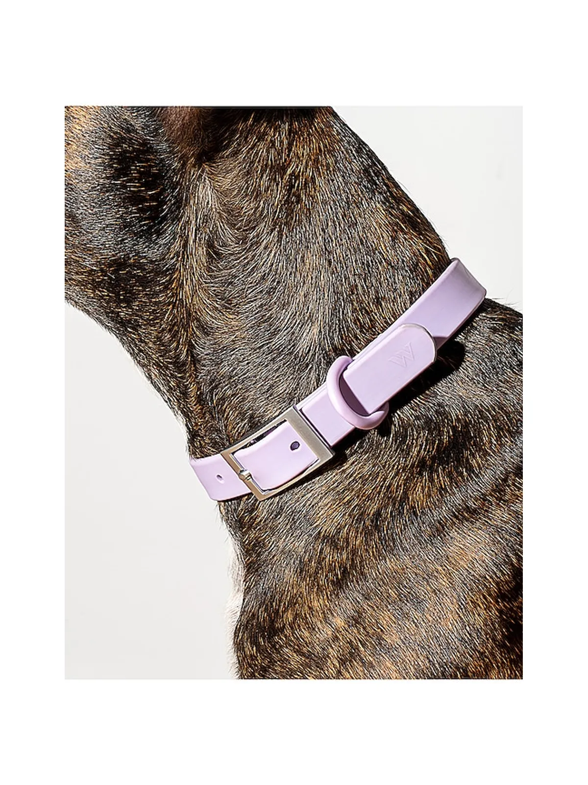 Wild One WILD ONE DOG COLLAR ドッグカラー - 画像5