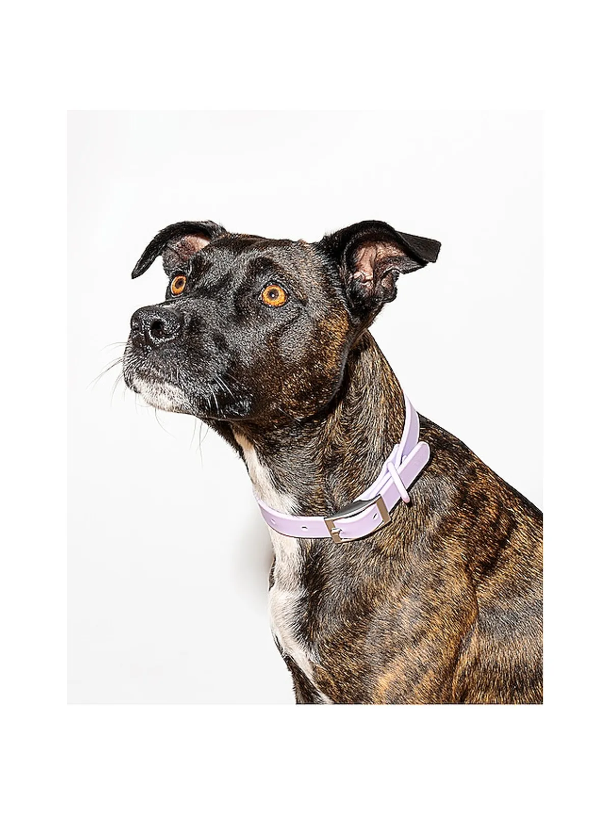 Wild One WILD ONE DOG COLLAR ドッグカラー - 画像6