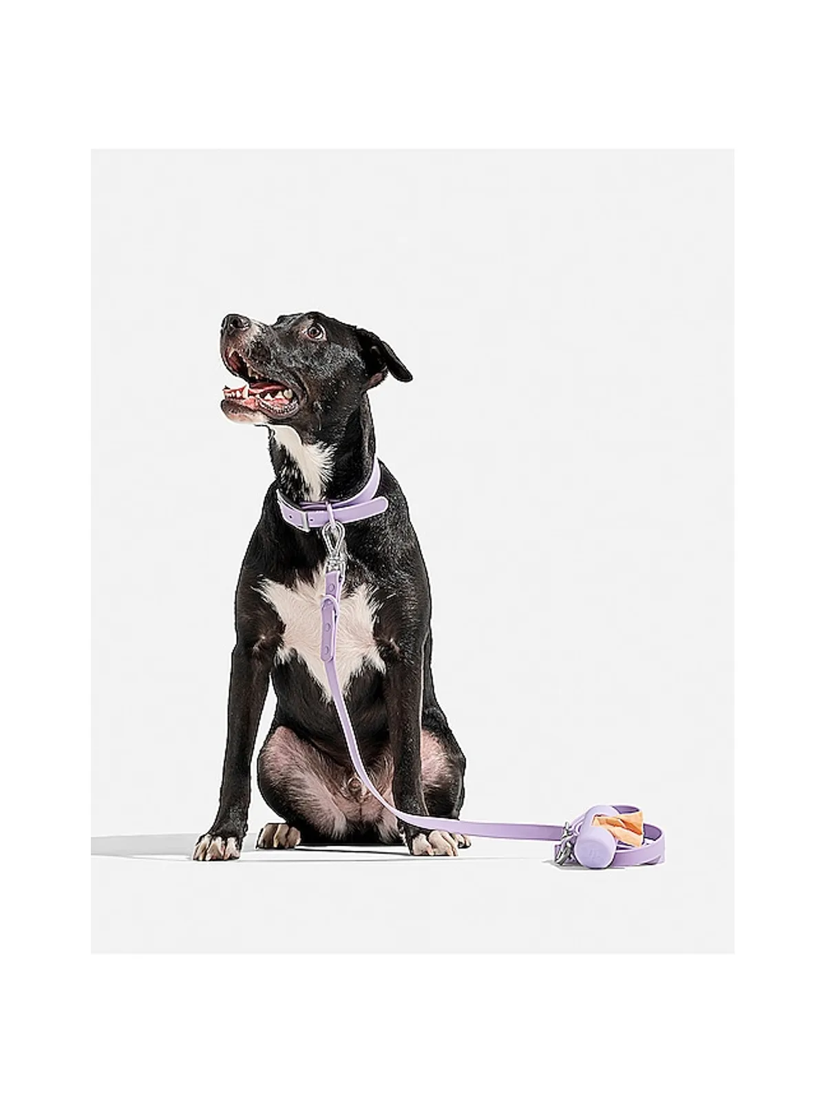 Wild One WILD ONE DOG COLLAR ドッグカラー - 画像7