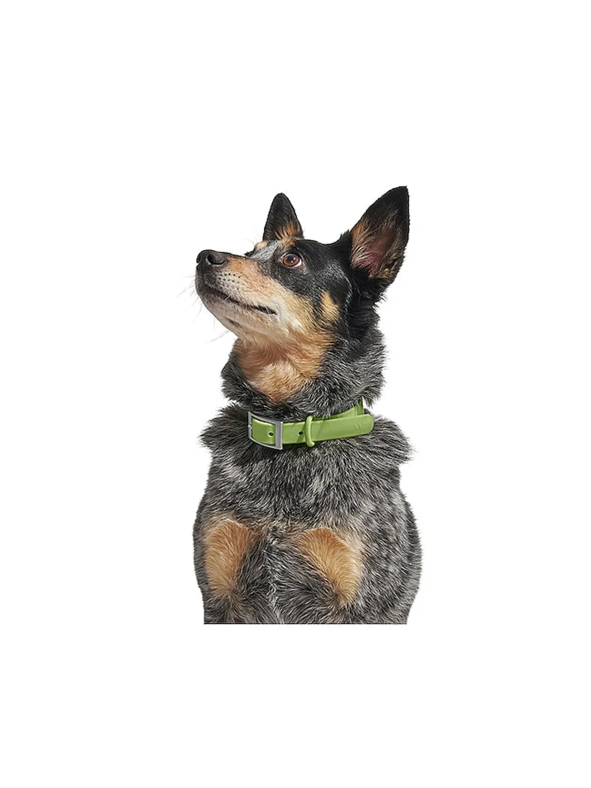 Wild One WILD ONE DOG COLLAR カラー - 画像6