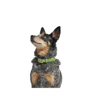 Wild One WILD ONE DOG COLLAR カラー - サムネイル6