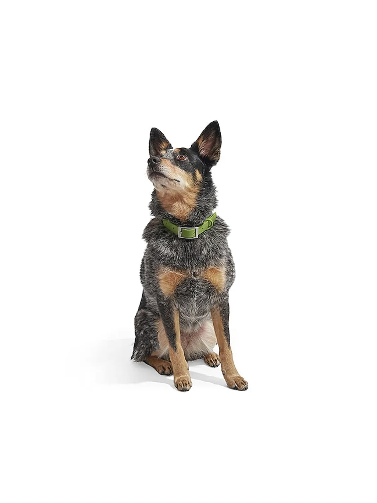 Wild One WILD ONE DOG COLLAR カラー - 画像7