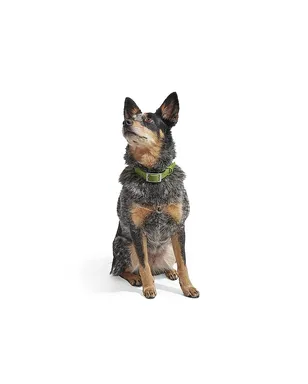 Wild One WILD ONE DOG COLLAR カラー - サムネイル7