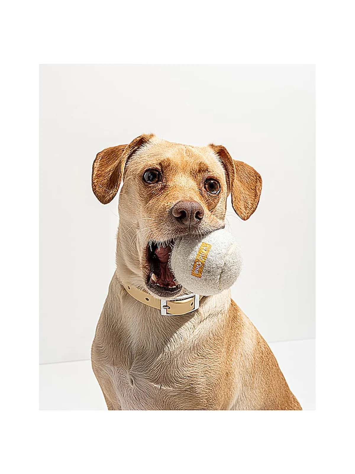 Wild One WILD ONE TENNIS BALLS SET OF 4 テニスボール - 画像5