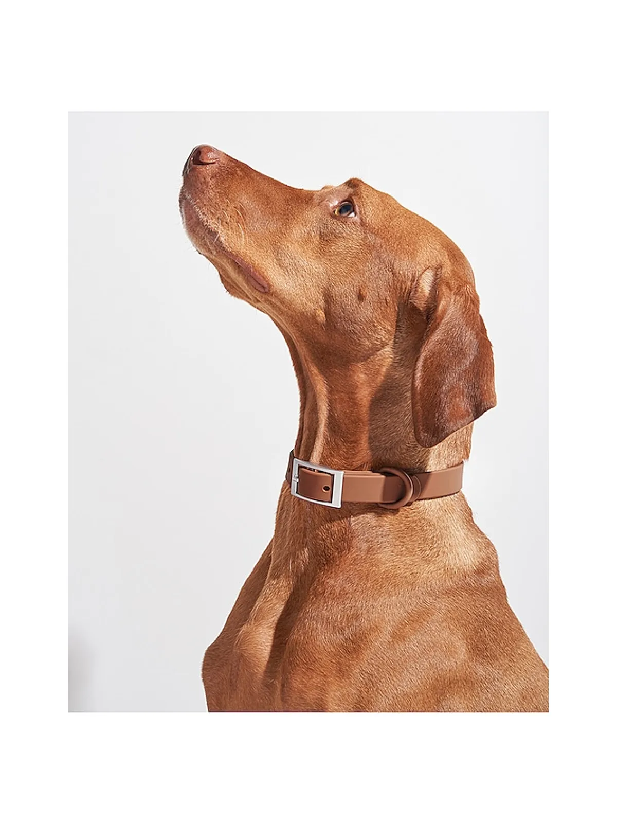 Wild One WILD ONE DOG COLLAR ドッグカラー - 画像5