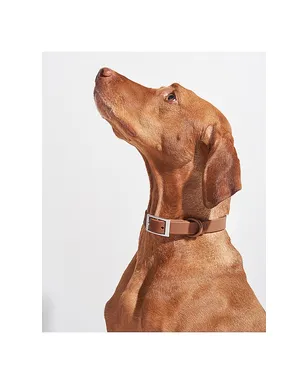 Wild One WILD ONE DOG COLLAR ドッグカラー - サムネイル5