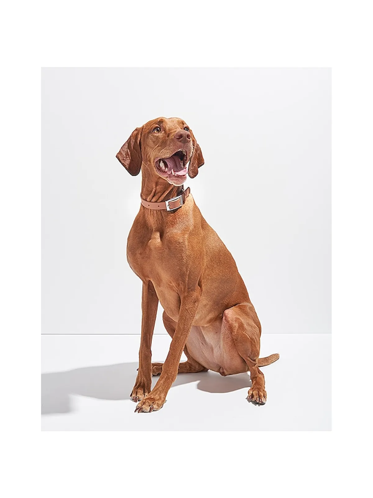 Wild One WILD ONE DOG COLLAR ドッグカラー - 画像6