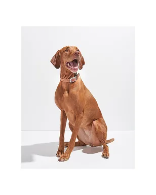 Wild One WILD ONE DOG COLLAR ドッグカラー - サムネイル6