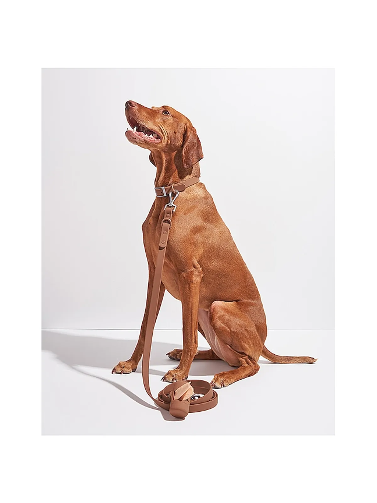 Wild One WILD ONE DOG COLLAR ドッグカラー - 画像7
